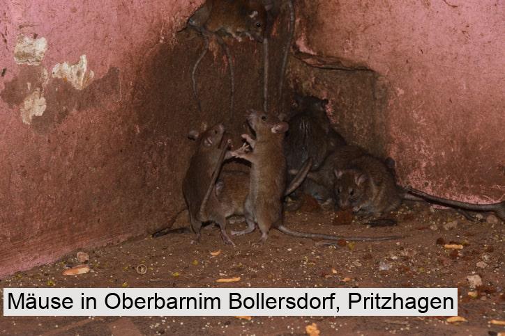 Mäuse in Oberbarnim Bollersdorf, Pritzhagen